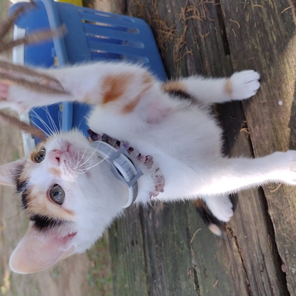 Gypsy! - Picture 4 of 5